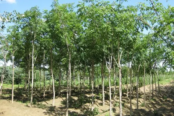 黄柏每亩种植利润，种植前景如何