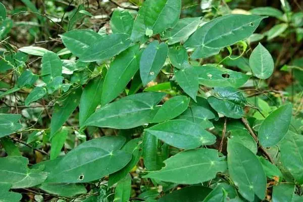 何首乌的种植，种植前景如何