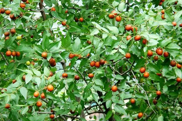 种植野酸枣有前景吗，经济效益怎么样