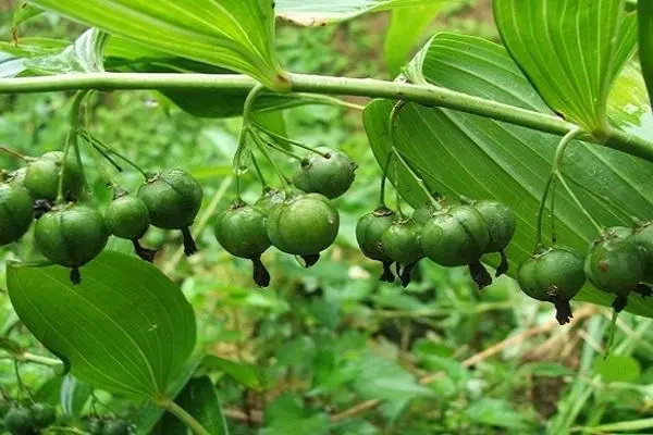 种植黄精需要多少成本，种植前景好吗