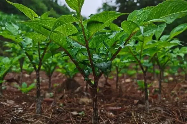 魔芋的种植，哪里产的好