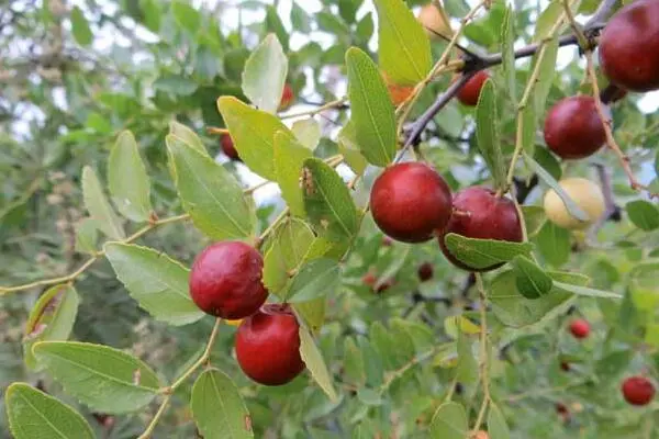 种植野酸枣有前景吗，经济效益怎么样