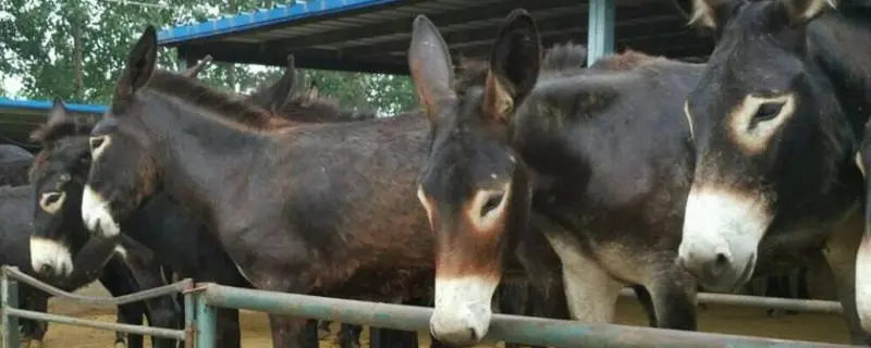 肉驴的养殖，注意事项有哪些