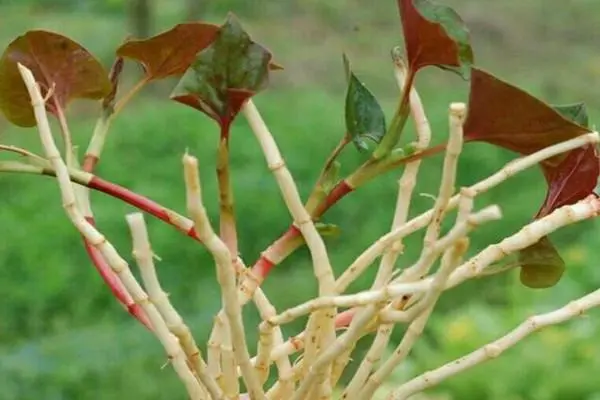 鱼腥草的种植，种植时间和管理方法