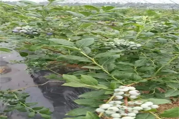 蓝莓苗的种植技术，几月份移栽比较好