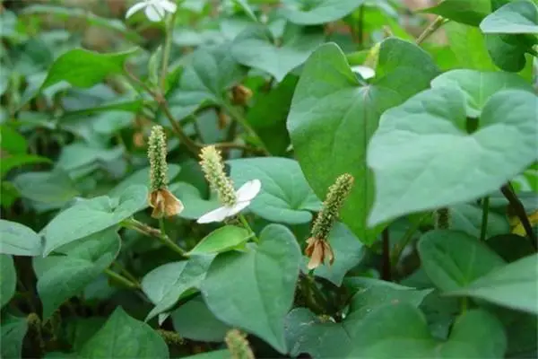 鱼腥草的种植，种植时间和管理方法