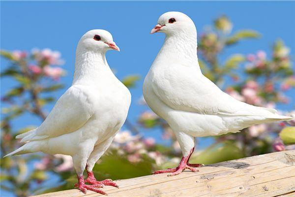 养殖鸽子技术，鸽子养殖利润如何