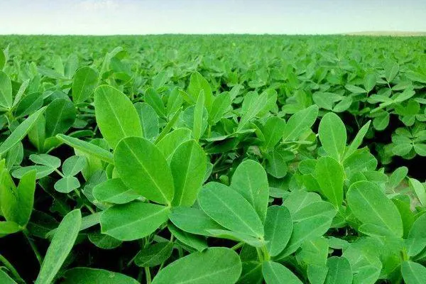 怎样种植花生，都有哪些要注意的