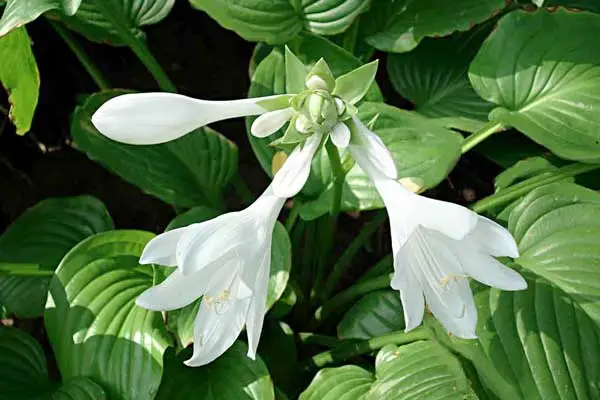 玉簪花好不好养护，让你的花茁壮成长