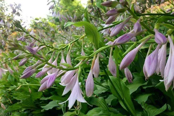 玉簪花好不好养护，让你的花茁壮成长