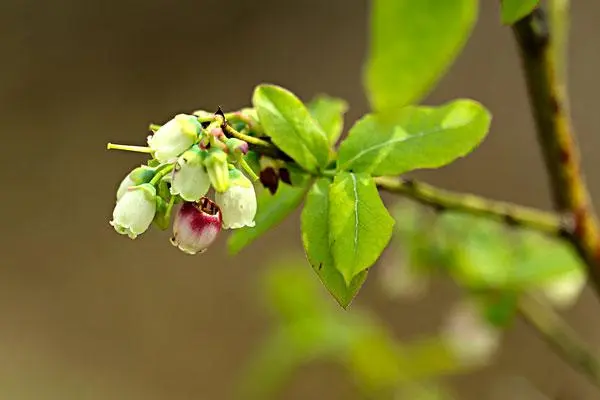 蓝莓花期怎样施肥，施什么肥最好