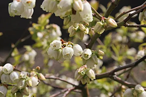 蓝莓花期怎样施肥，施什么肥最好