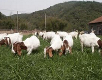 肉羊养殖