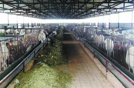 肉羊养殖