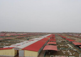 肉羊产业基地