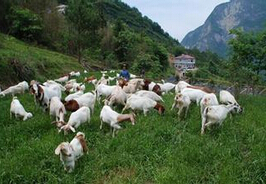 荒山养羊