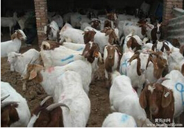 肉羊价格下降