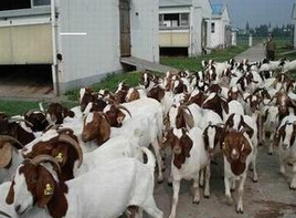 波尔山羊养殖