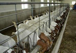 标准化肉羊养殖基地