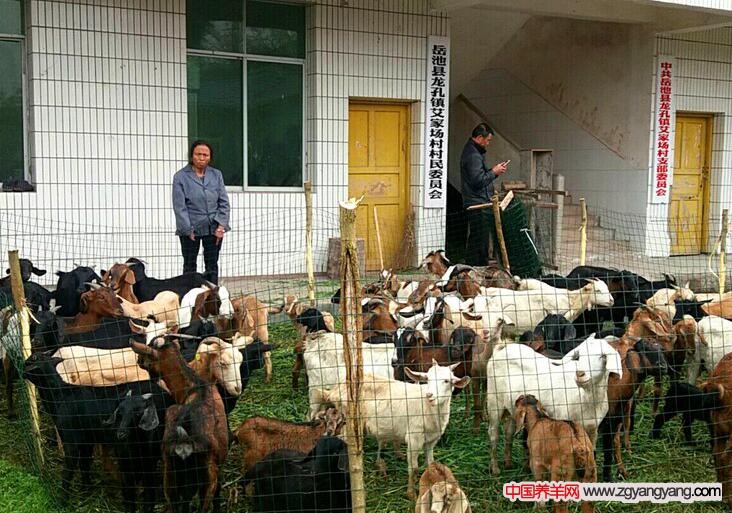 艾家场村的“羊银行”